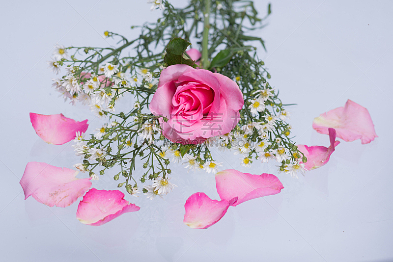 玫瑰,粉色,自然,白昼,红色,清新,图像,花瓣,无人,2015年