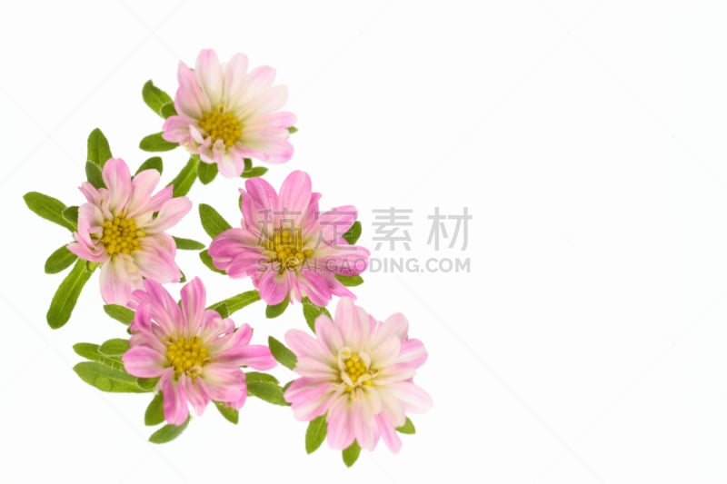 紫苑,粉色,瓷器,白色翠菊,留白,水平画幅,无人,仅一朵花,菊花,花纹