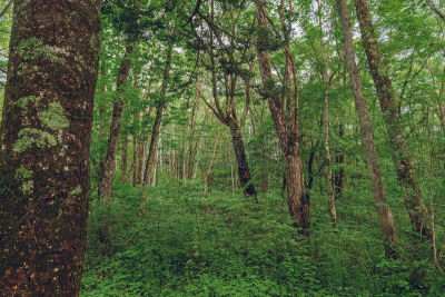 White birch forest of the highlands