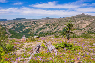 山脊,风景,火山,非凡的,小路,巨大的,桨叉架船,山,花,靠近