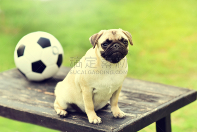 巴哥犬,幸福,可爱的,puggle犬,猎犬,哈巴狗,水平画幅,进行中,户外,泰国