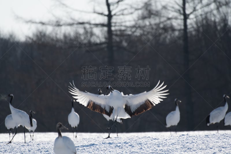 丹顶鹤,野生动物,水平画幅,雪,无人,日本,鸟类,钏路支厅,野外动物,户外