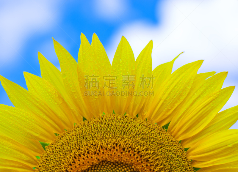向日葵,玉米油,天空,水平画幅,绿色,无人,蓝色,户外,农作物,田地
