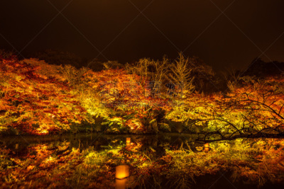 夜晚,秋天,星和园,自然美,枫叶,倒影湖,九州,动物,园林,枫树