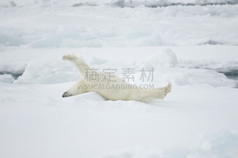 北极熊,斯瓦尔巴特群岛和扬马延岛,斯瓦尔巴德群岛,自然,野生动物,水平画幅,冰河,无人,冰,哺乳纲