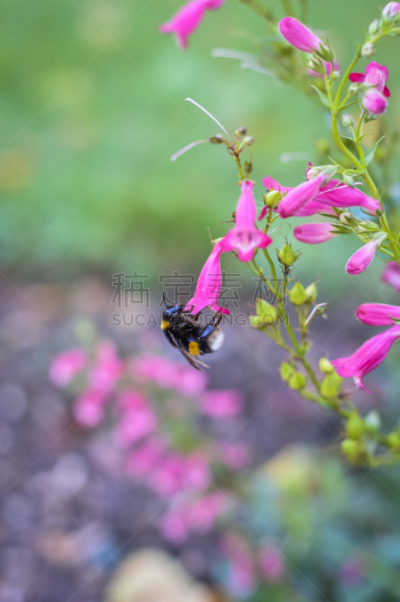 钓钟柳,蜜蜂,粉色,垂直画幅,无人,夏天,户外,生物学,特写,大黄蜂