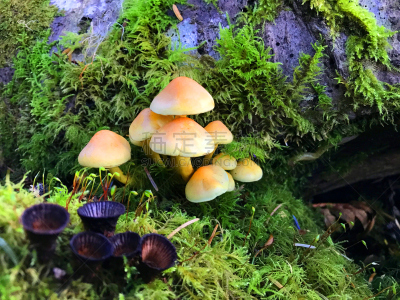 森林,蘑菇,褐色,水平画幅,无人,符号,苔藓,夏天,户外,生物学