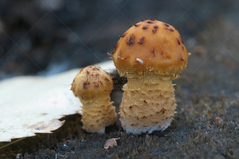 蘑菇,鳞伞菇,褐色,水平画幅,秋天,无人,苔藓,户外,俄罗斯,真菌