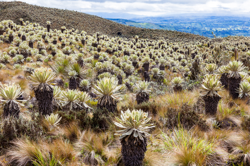 Andean landscape, frailejón moors in Tulcan, province of Carchi