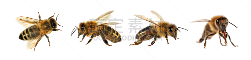 动物群,蜜蜂,白色背景,动物身体部位,讲台,人的眼睛,白色,风景,花粉,动物长鼻