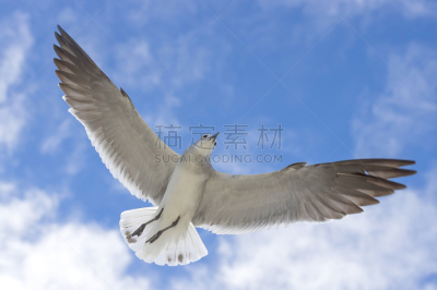 天空,鸟类,海鸥,一群鸟,海鸟,水,美,水平画幅,动物身体部位,户外