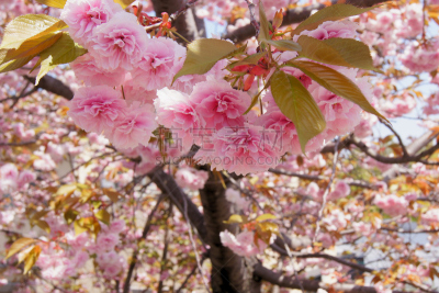 樱花,日本,对称,重瓣花,天空,水平画幅,绿色,无人,特写,白色