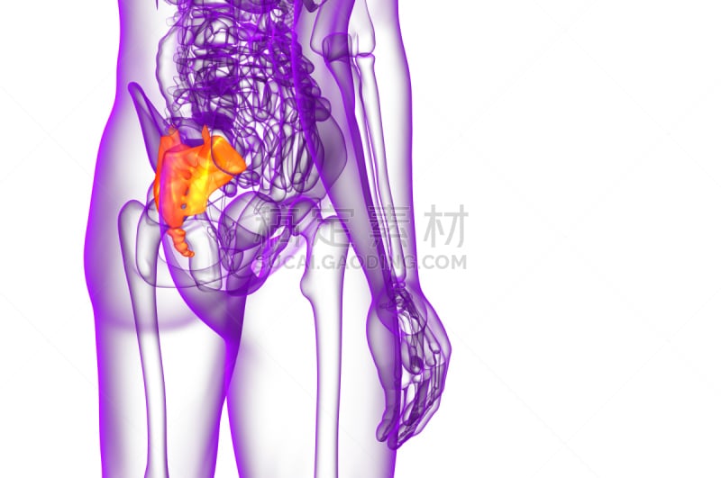 健康保健,骶骨,骨骼,三维图形,插画,人类骨架,水平画幅,脊柱,人