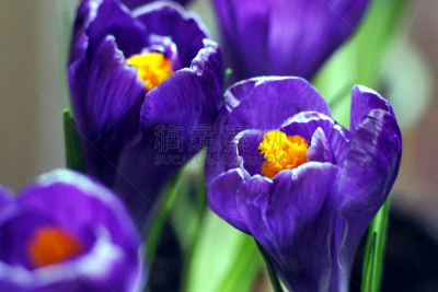 番红花属,花朵,自然,美,水平画幅,绿色,无人,花序,单子叶植物