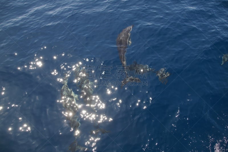 海豚,海洋,尼斯,深的,湿,纹理效果,安静,海洋生命,野生动物,水面