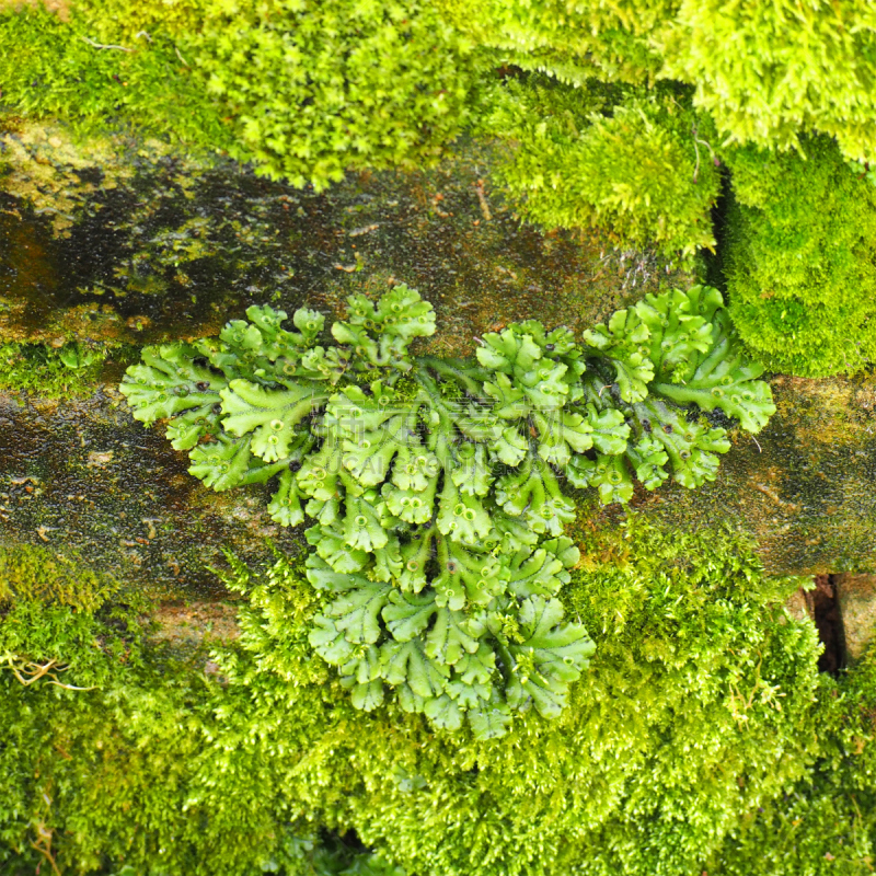 苔藓,古典式,伞,苔类,石头,鹭管鱼,地钱,接力赛,水,褐色