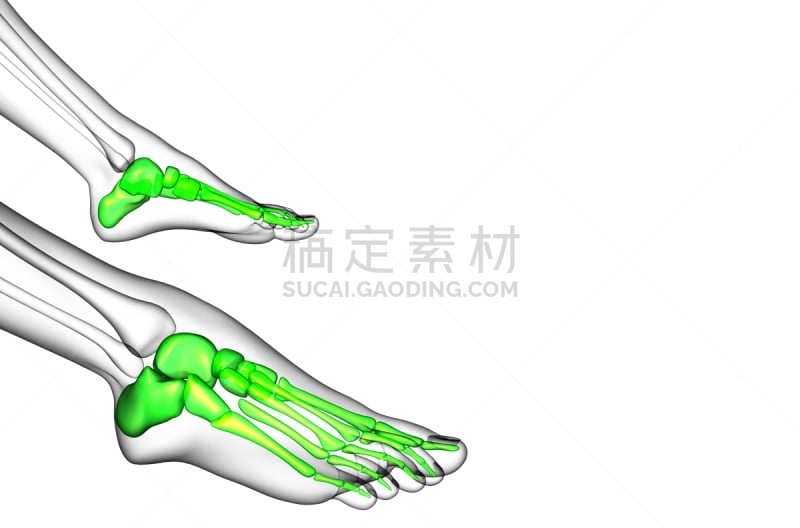 健康保健,三维图形,插画,足部骨骼,腓骨,胫骨,人类脚趾,人类骨架,水平画幅,足