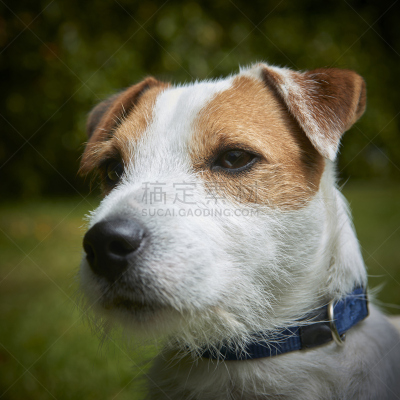 教区牧师,狗,梗犬,宠物,杰克拉瑟短腿犬,注视镜头,russell,敏捷,动物身体部位,夏天