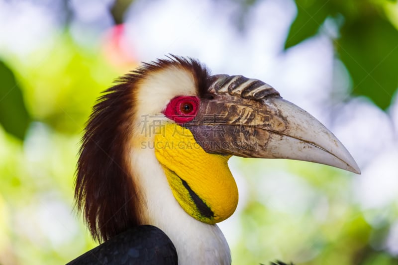 wreathed hornbill,巴厘岛,鸟类,印度尼西亚,牙帽,金牙,犀鸟,金刚鹦鹉,鹈鹕,美