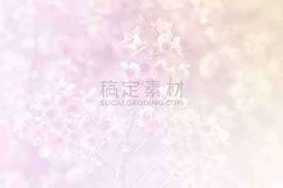 高雅,背景,柔和,樱之花,自然,水平画幅,无人,日本,夏天,尤脑香科树