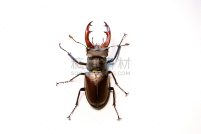 鹿角锹虫,褐色大鹿角锹虫,狍,红色,无脊椎动物,japanese stag beetle,水平画幅,无人,动物学,乌克兰