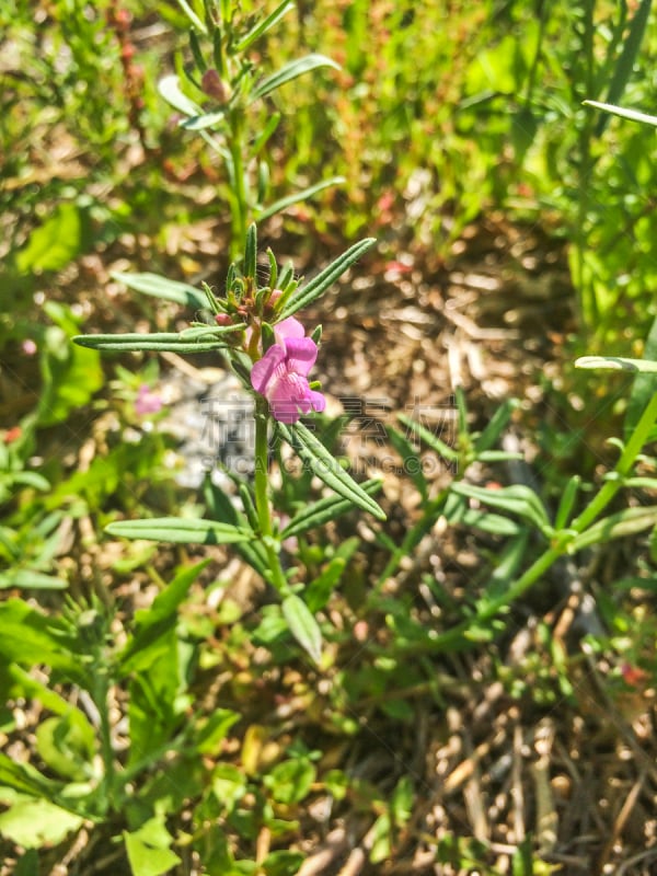 金鱼草,鼬,猪嘴,欧洲赤松,垂直画幅,兰花,无人,夏天,草,植物