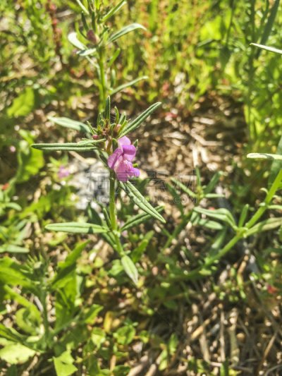 金鱼草,鼬,猪嘴,欧洲赤松,垂直画幅,兰花,无人,夏天,草,植物