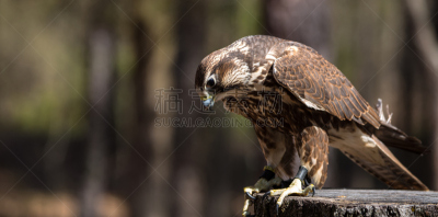猎隼,自然,北卡罗来纳,美,野生动物,食肉鸟,水平画幅,无人,全景,鸟类