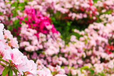 田地,日本,杜鹃花,芳香的,水平画幅,无人,夏天,特写,柏树,开花时间间隔