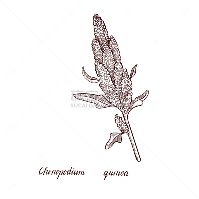 植物,绘画插图,藜麦,矢量,生物学,农业,素食,蔬菜,食品,复古风格