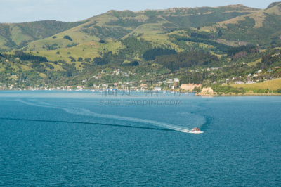 akaroa,海港,邮轮,深情的,新西兰,救生艇,水,水平画幅,山,户外