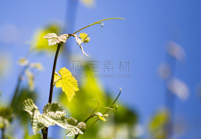葡萄,天空,海洋,自然,哈萨克斯坦,清新,髭长尾猴,图像,枝,叶子