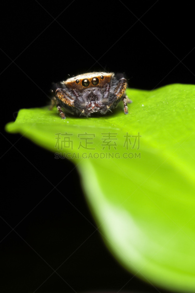 蜘蛛,垂直画幅,动物嘴,注视镜头,动物身体部位,蜘蛛纲,特写,野兽游荡,爬,活动