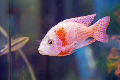 鱼类,黄高鳍刺尾鱼,水平画幅,水族馆,无人,户外,人工饲养动物,摄影,攀岩