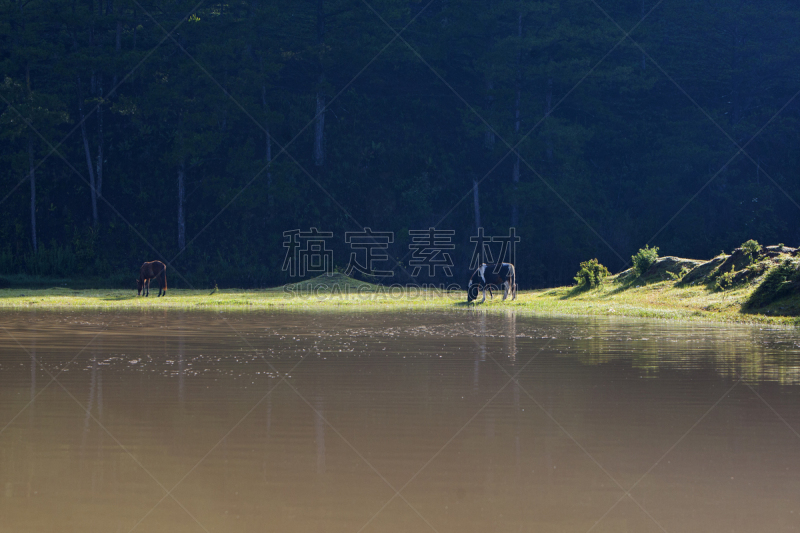 风景,早晨,地形,大叻,越南,水平画幅,夏天,户外,草,彩色图片