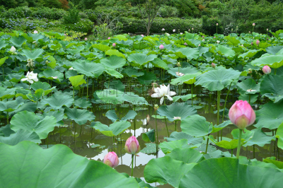 荷花,池塘,白昼,晴朗,水,水平画幅,无人,东亚,夏天,户外