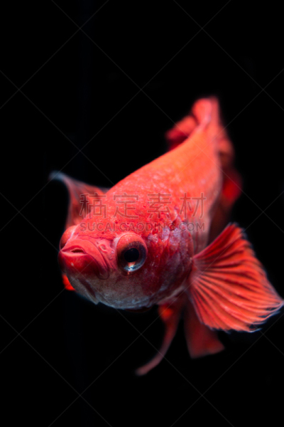 鱼肉,黑色背景,睡眠呼吸暂停,式样,淡水,无人,蓝色,抽象,水下,动物斑纹