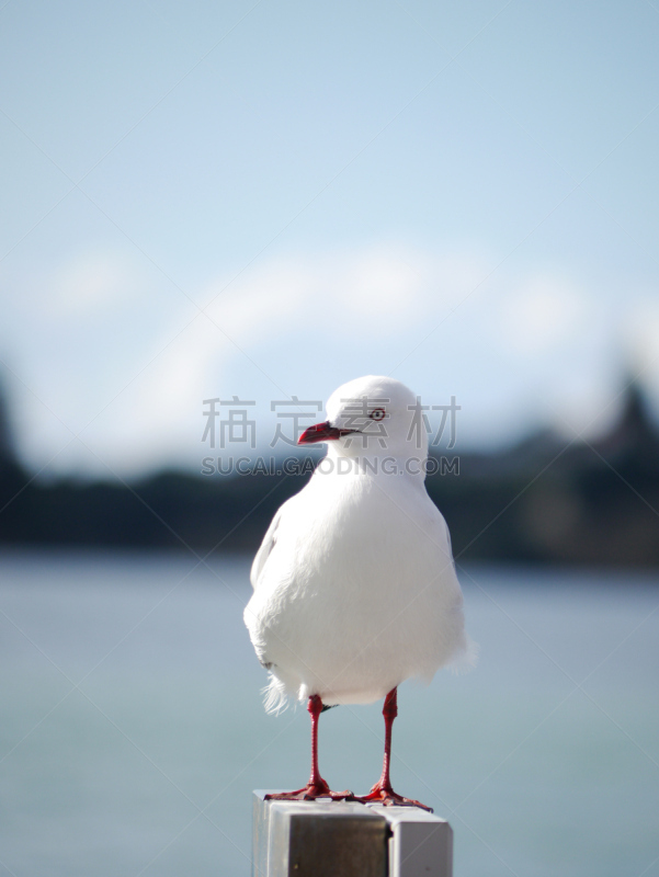 新西兰,巨型黑背海鸥,背景,运动模糊,自然,垂直画幅,野生动物,蓝色,鸟类,特写