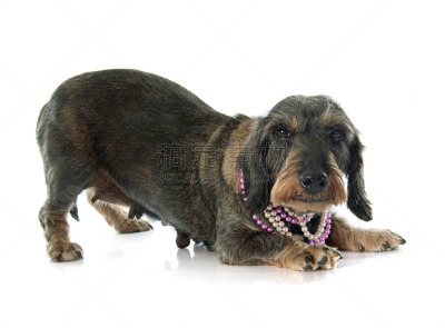 腊肠犬,金属丝,纯种犬,水平画幅,进行中,嬉戏的,蝴蝶结,古老的,白色背景,珠宝