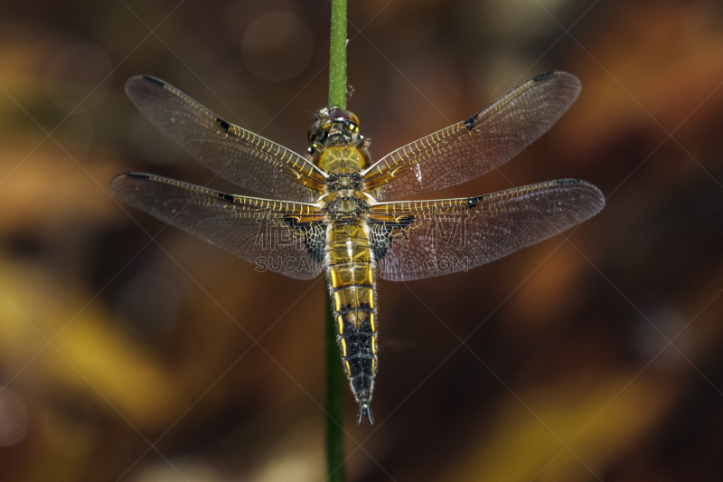 斑点,blue darter dragonfly,蜻蜓,水平画幅,无人,撇水蜻蜓,节肢动物,四斑撇渣器,蜻蜓目,藓沼