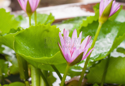 荷花,池塘,粉色,自然美,莫奈基金会,水,美,水平画幅,无人,夏天
