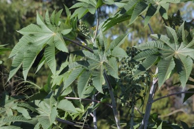 蓖麻,蓖麻油,自然,水平画幅,无人,有毒生物体,健康保健,巴西,蔬菜叶,摄影