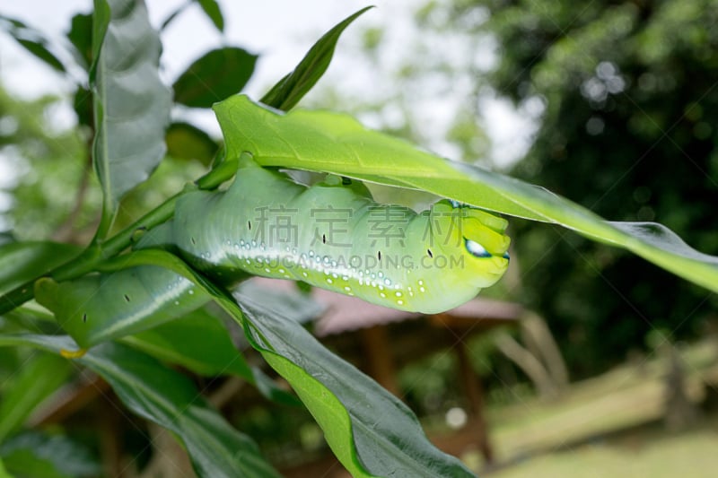 毛虫,凤尾蝶,无脊椎动物,水平画幅,绿色,蝴蝶,特写,害虫,2015年,动物