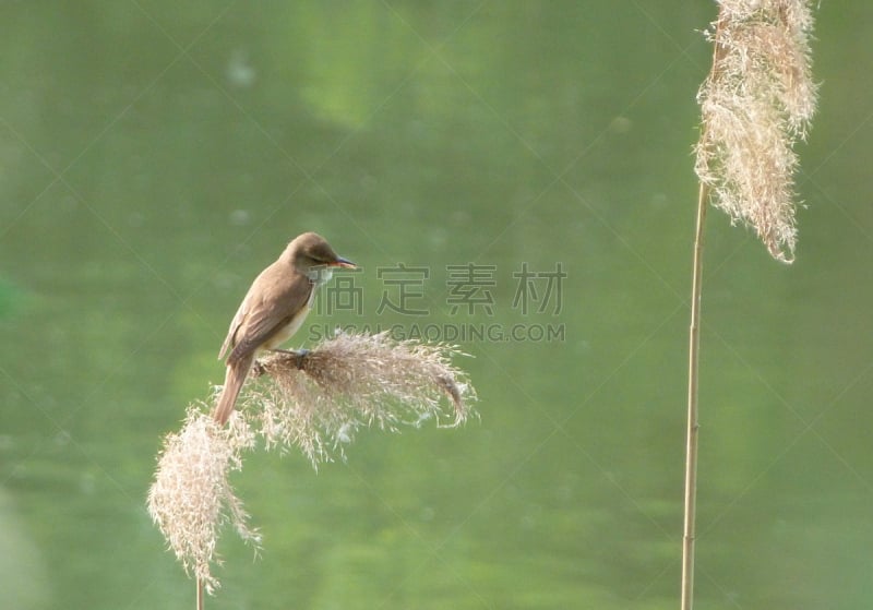 芦苇,非凡的,鸣鸟,莎草,水平画幅,池塘,无人,鸟类,户外,大苇莺