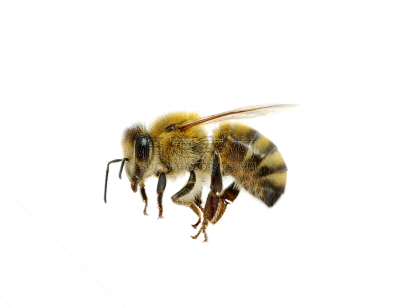 蜜蜂 白色 黄色 两翼昆虫 背景分离 图像 翅膀 蜂蜜 动物身体部位 昆虫图片素材下载 稿定素材