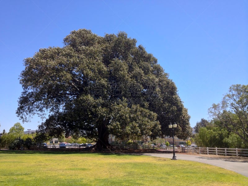 moreton bay fig,文图拉县,无花果树,自然,天空,水平画幅,绿色,无人,蓝色