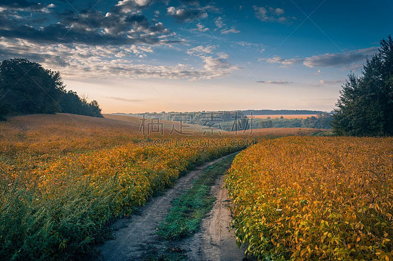 秋天,路,田地,森林,水,水平画幅,无人,乌克兰,早晨,户外
