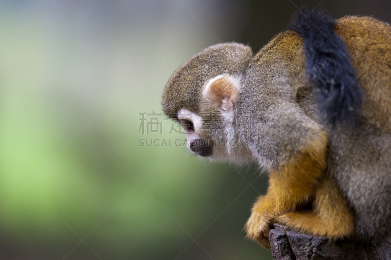 松鼠猴,绢毛猴,树栖动物,自然,野生动物,水平画幅,无人,猴子,动物身体部位,黄色