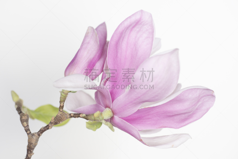 玉兰类,花朵,木兰科,芳香的,水平画幅,绿色,无人,园艺,户外,树荫