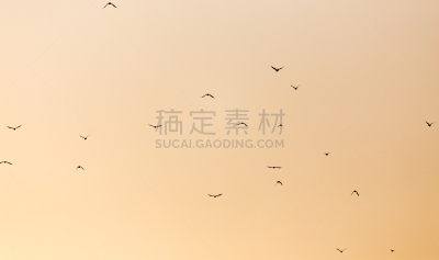 一群鸟,羽量级选手,日落林荫大道,思盖顿,印度野生动物园,音乐剧,大自然保护协会,白色,哈萨克斯坦,黄色